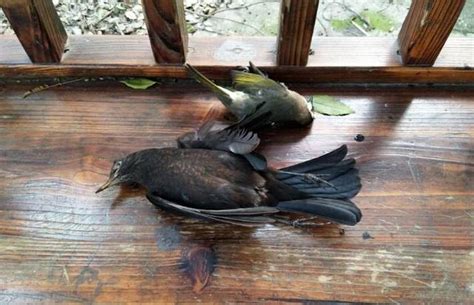 死鳥處理|死鳥清除